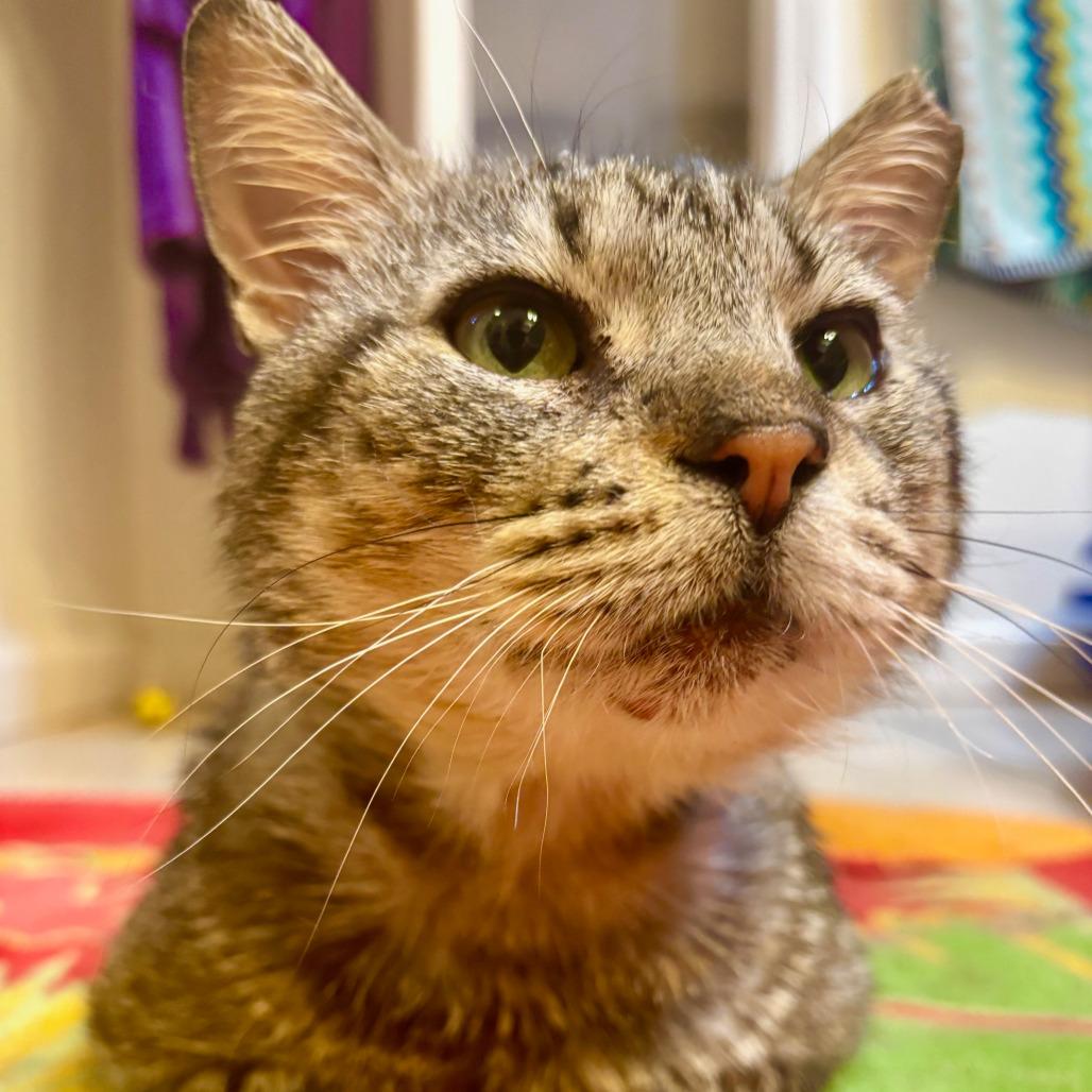 Alan, a Adoptable mixed breed in Houston, TX image 2/6