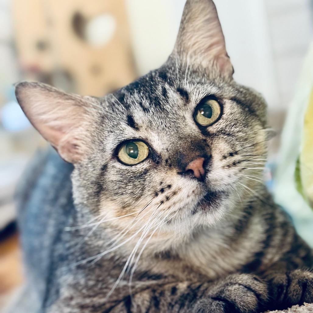 Alan, a Adoptable mixed breed in Houston, TX image 3/6