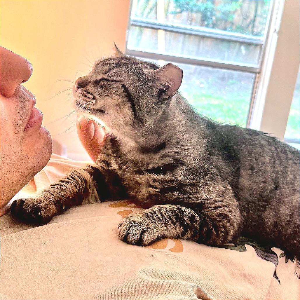 Alan, a Adoptable mixed breed in Houston, TX image 4/6