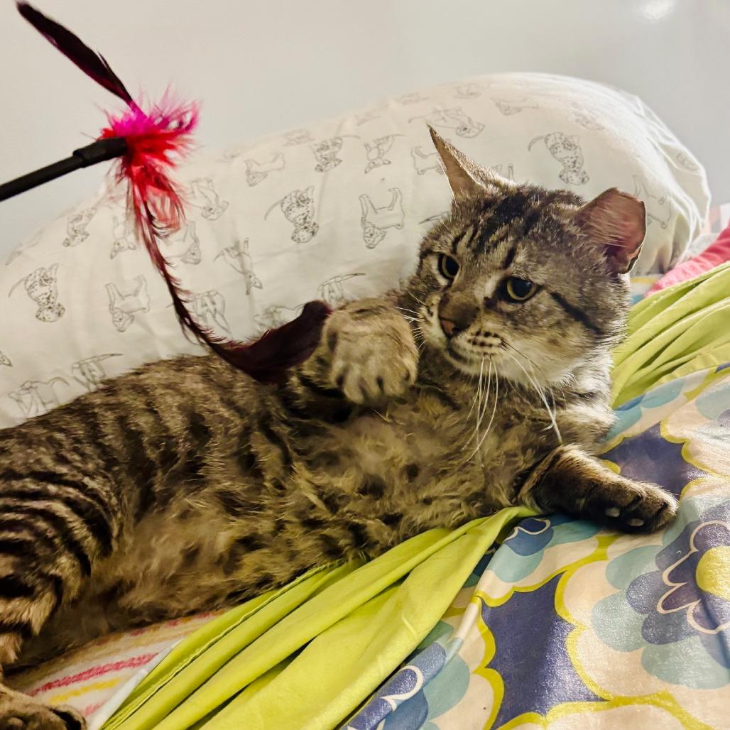 Alan, a Adoptable mixed breed in Houston, TX image 5/6