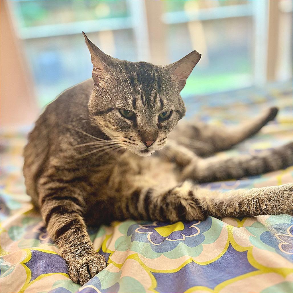 Alan, a Adoptable mixed breed in Houston, TX image 6/6