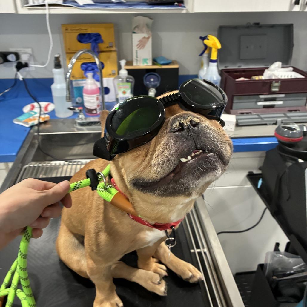 Sneech, Adoptable, Adult Male French Bulldog.