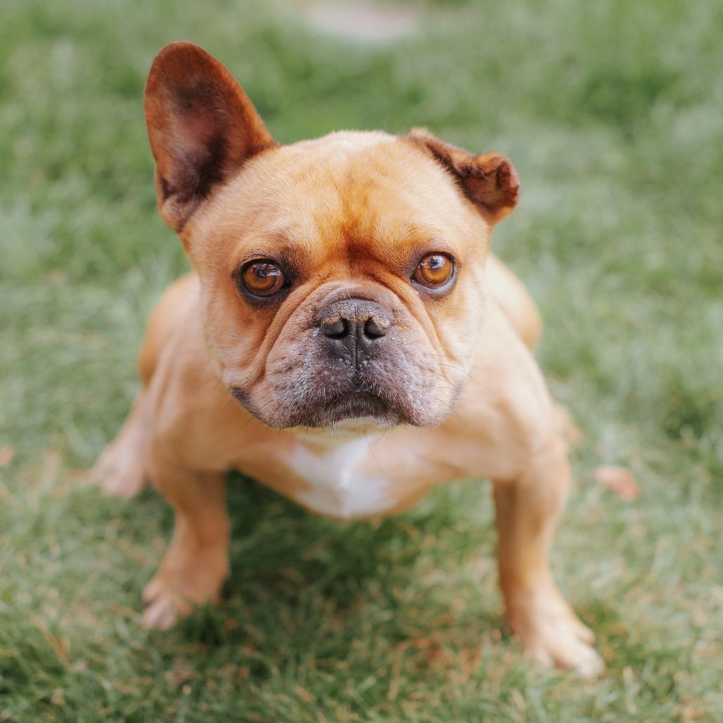 Enlarge Sneech, a Adoptable French Bulldog in Northbrook, IL image 2/6
