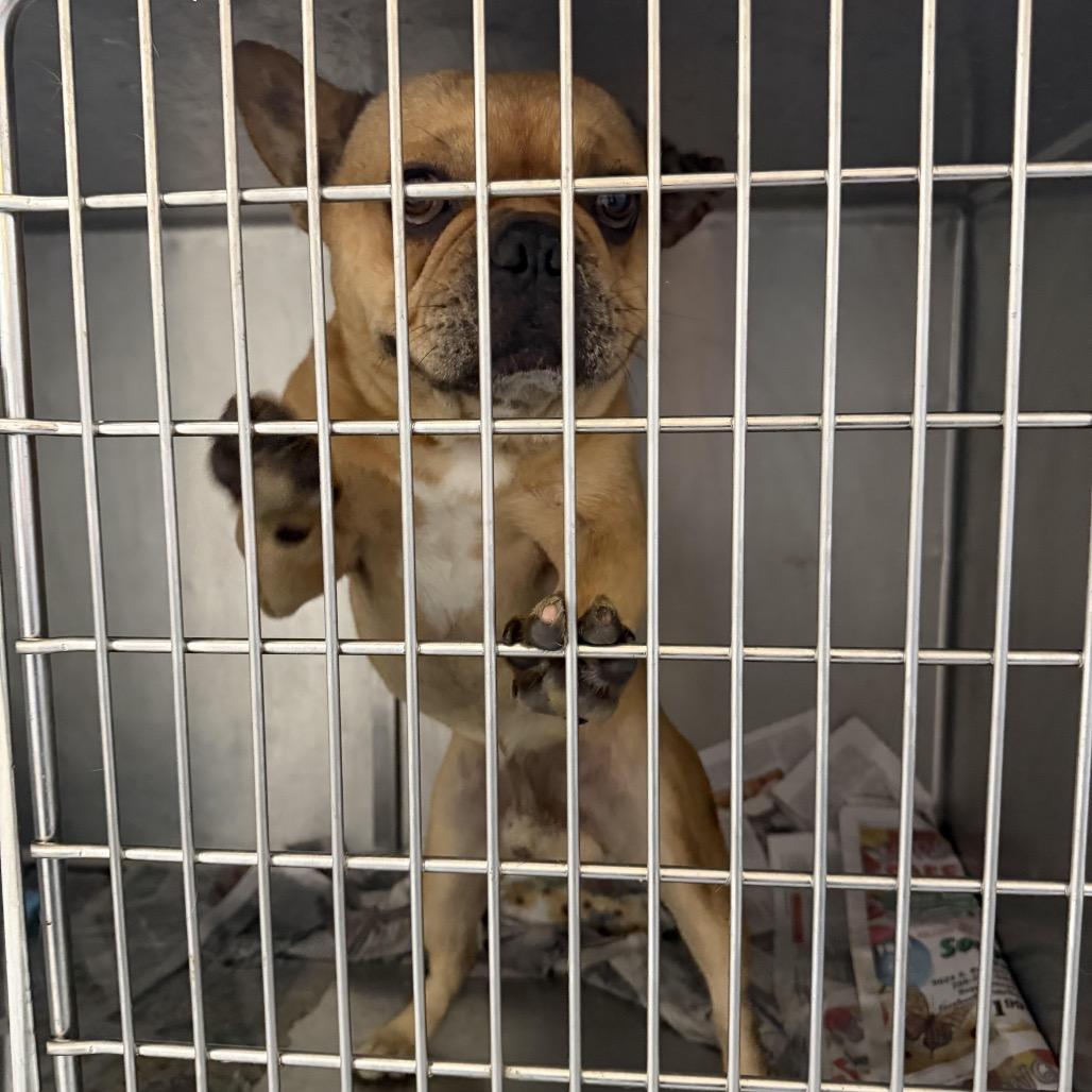 Enlarge Sneech, a Adoptable French Bulldog in Northbrook, IL image 3/6