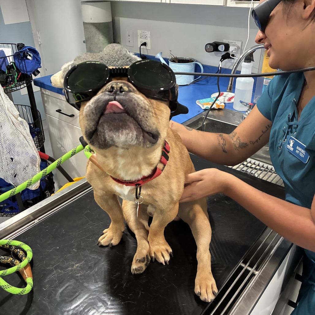Enlarge Sneech, a Adoptable French Bulldog in Northbrook, IL image 4/6