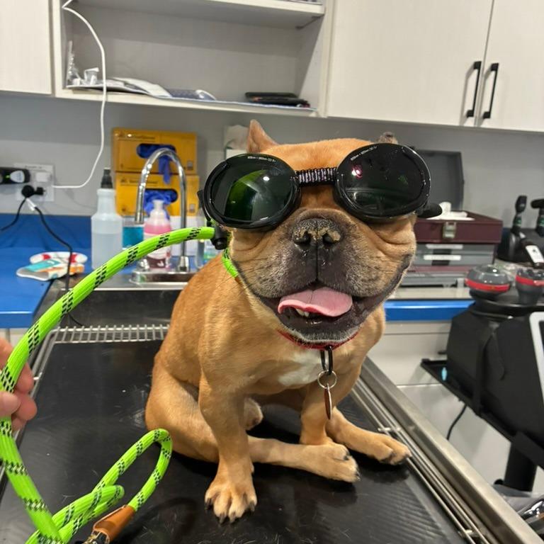 Enlarge Sneech, a Adoptable French Bulldog in Northbrook, IL image 5/6