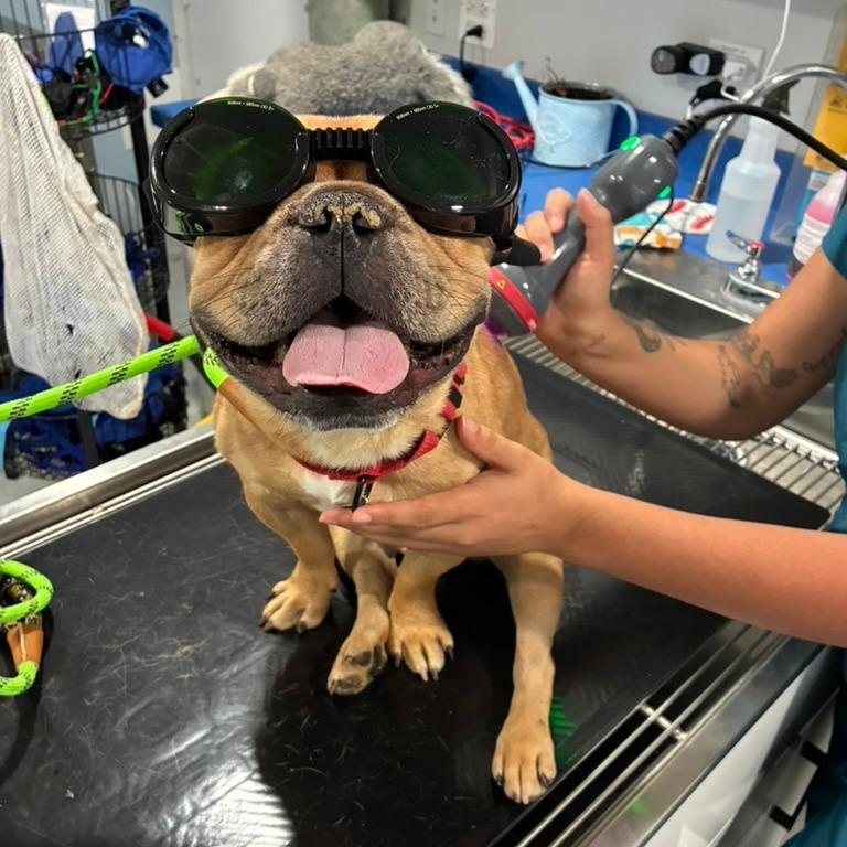 Enlarge Sneech, a Adoptable French Bulldog in Northbrook, IL image 6/6