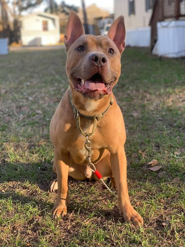 MARVEL, a Adoptable Pit Bull Terrier in houston, TX image 1/5