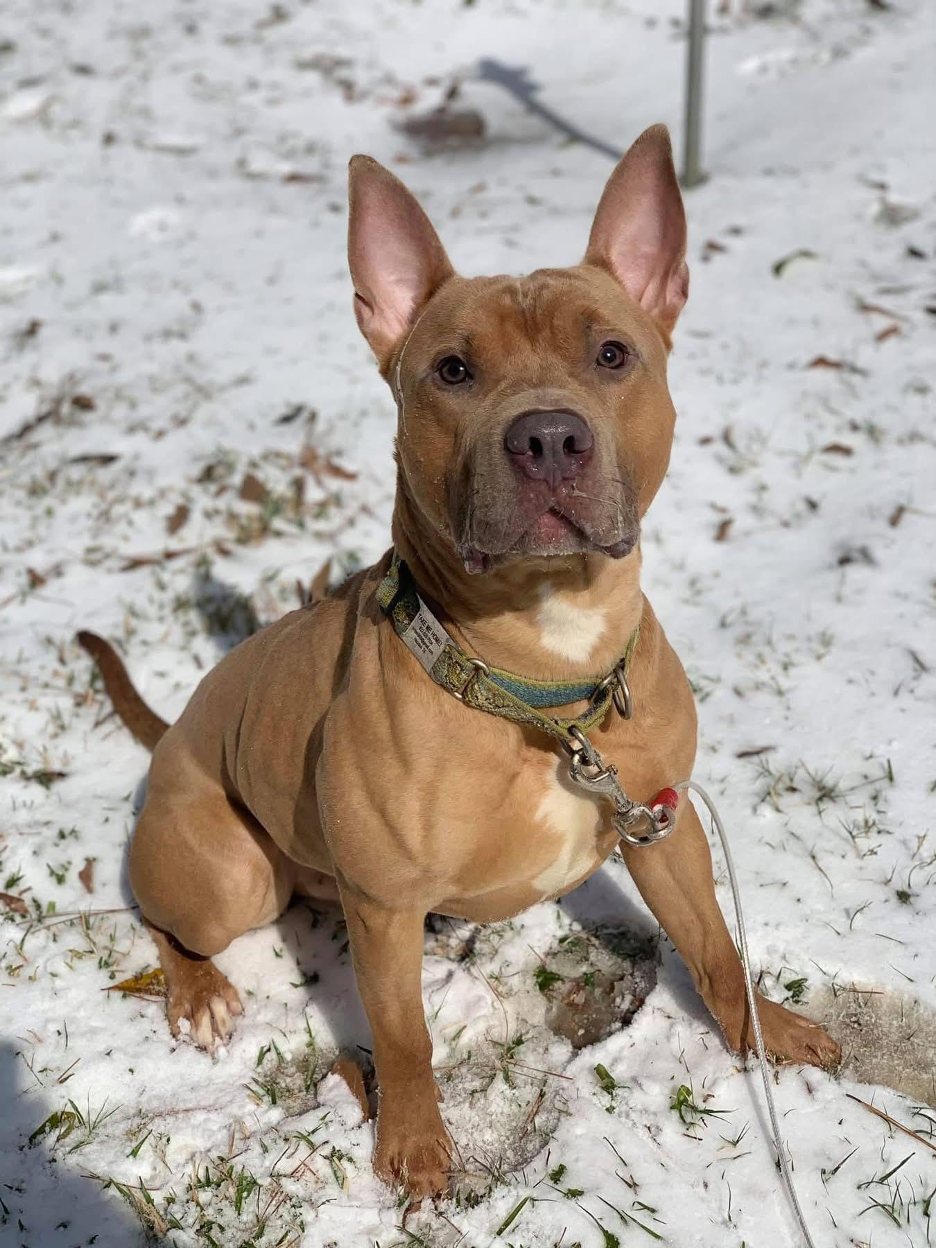 MARVEL, a Adoptable Pit Bull Terrier in houston, TX image 2/5
