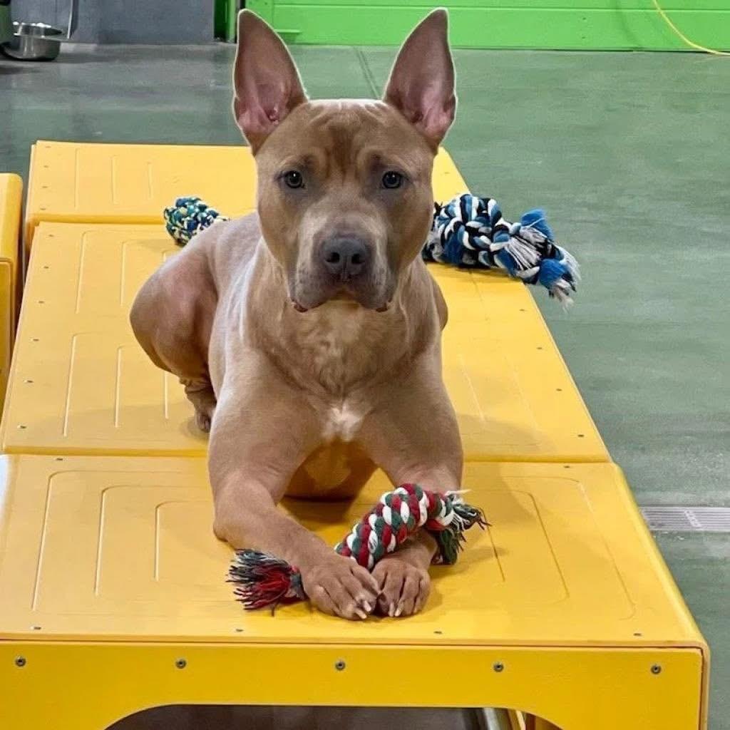 MARVEL, a Adoptable Pit Bull Terrier in houston, TX image 4/5