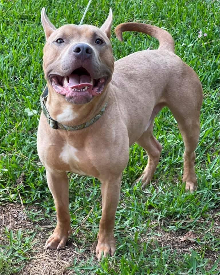 MARVEL, a Adoptable Pit Bull Terrier in houston, TX image 5/5