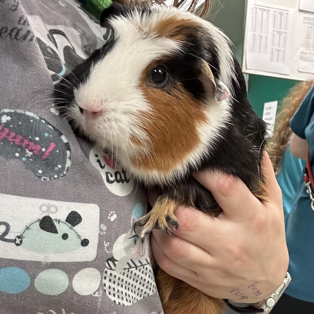Smore, Adoptable, Young Female Guinea Pig.