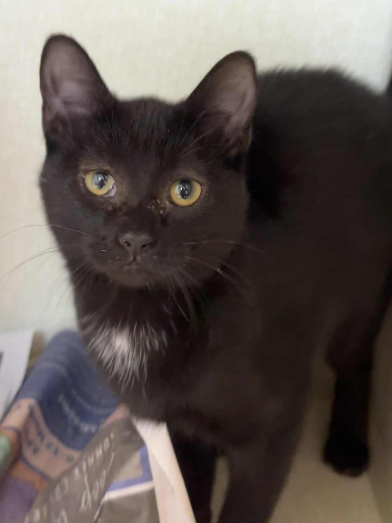 Crustina thumbnail 2