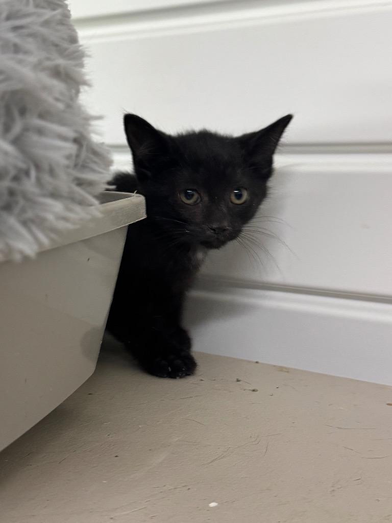 Crustina thumbnail 3