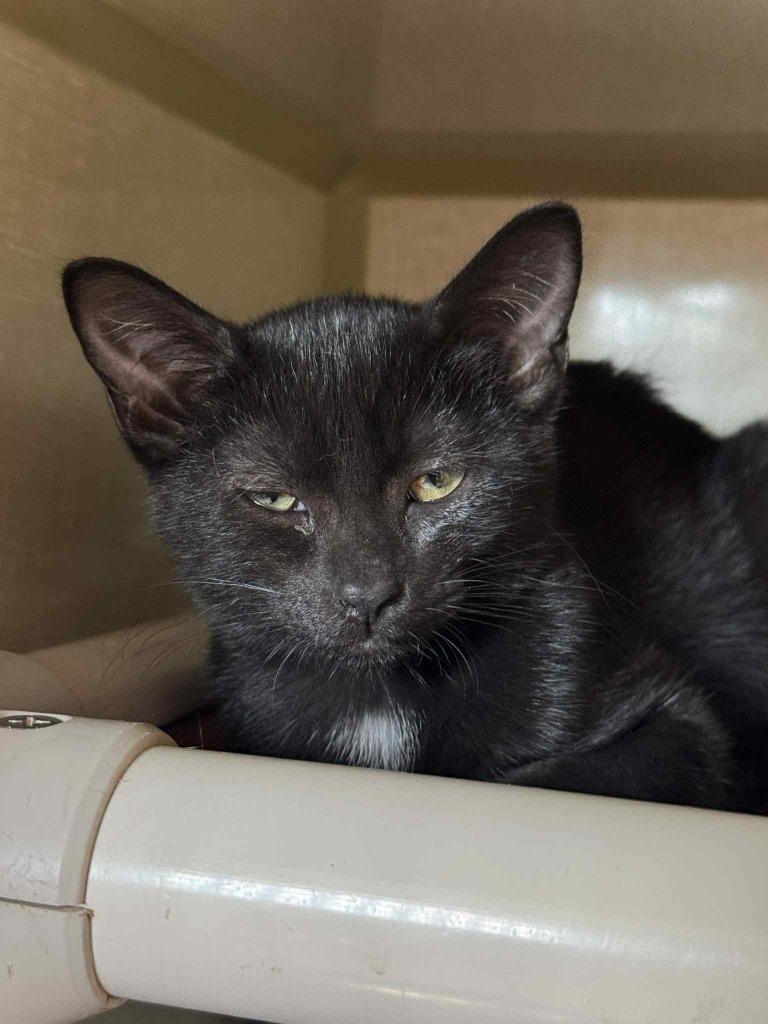 Crustina thumbnail 4