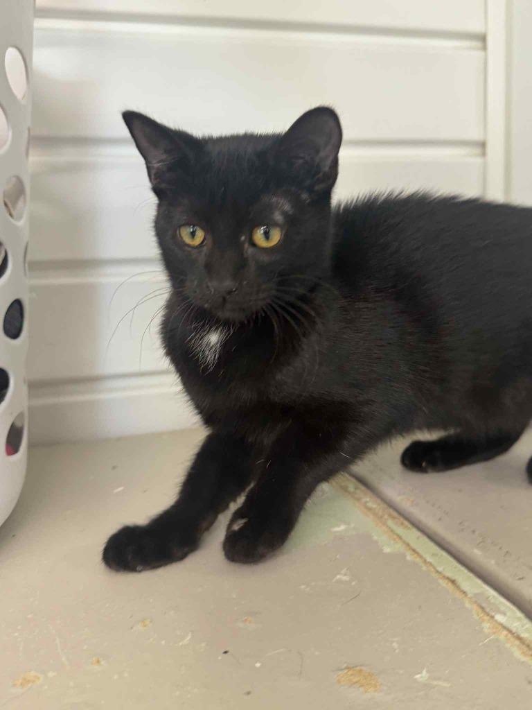 Crustina thumbnail 5