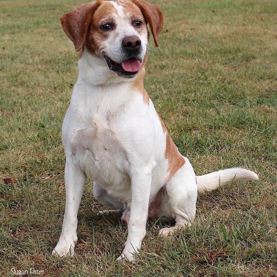 Arnie, a Adoptable mixed breed in Rocky Mount, VA image 1/6