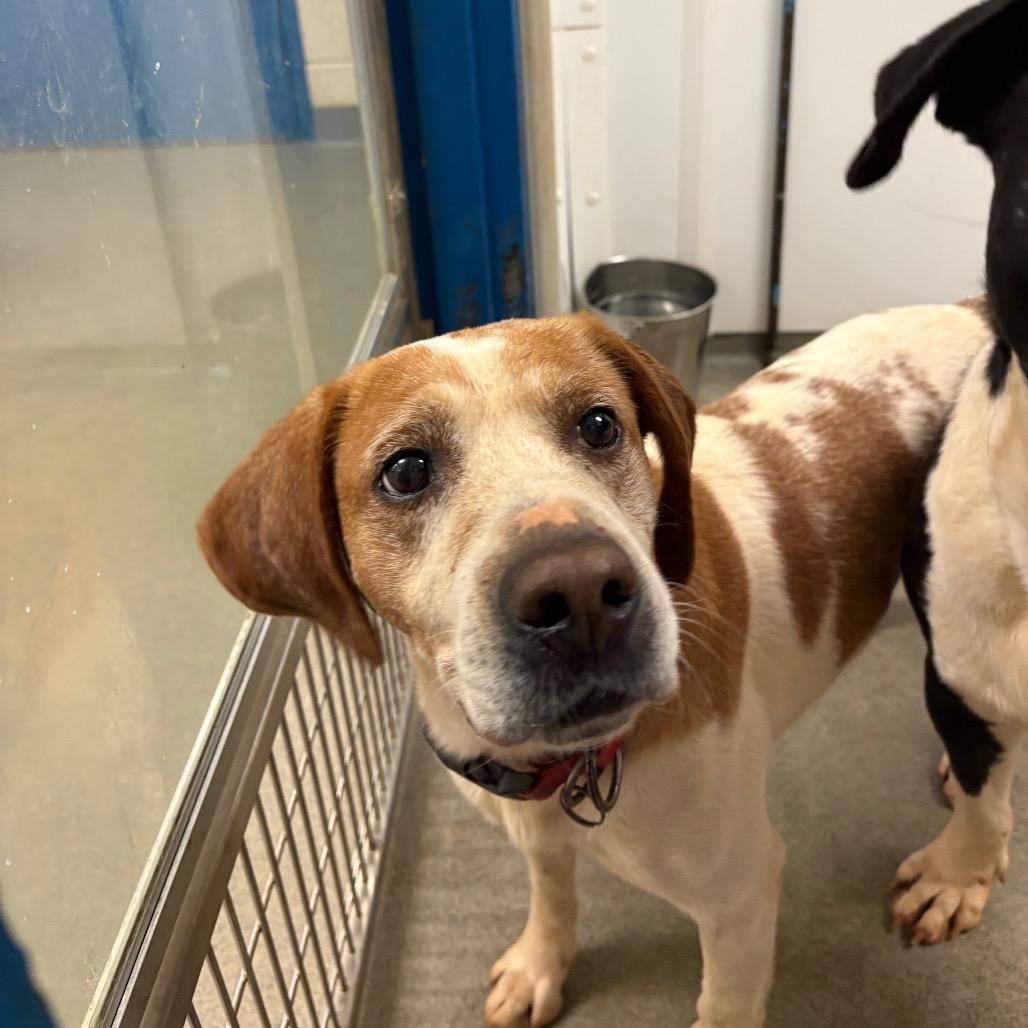 Arnie, a Adoptable mixed breed in Rocky Mount, VA image 2/6