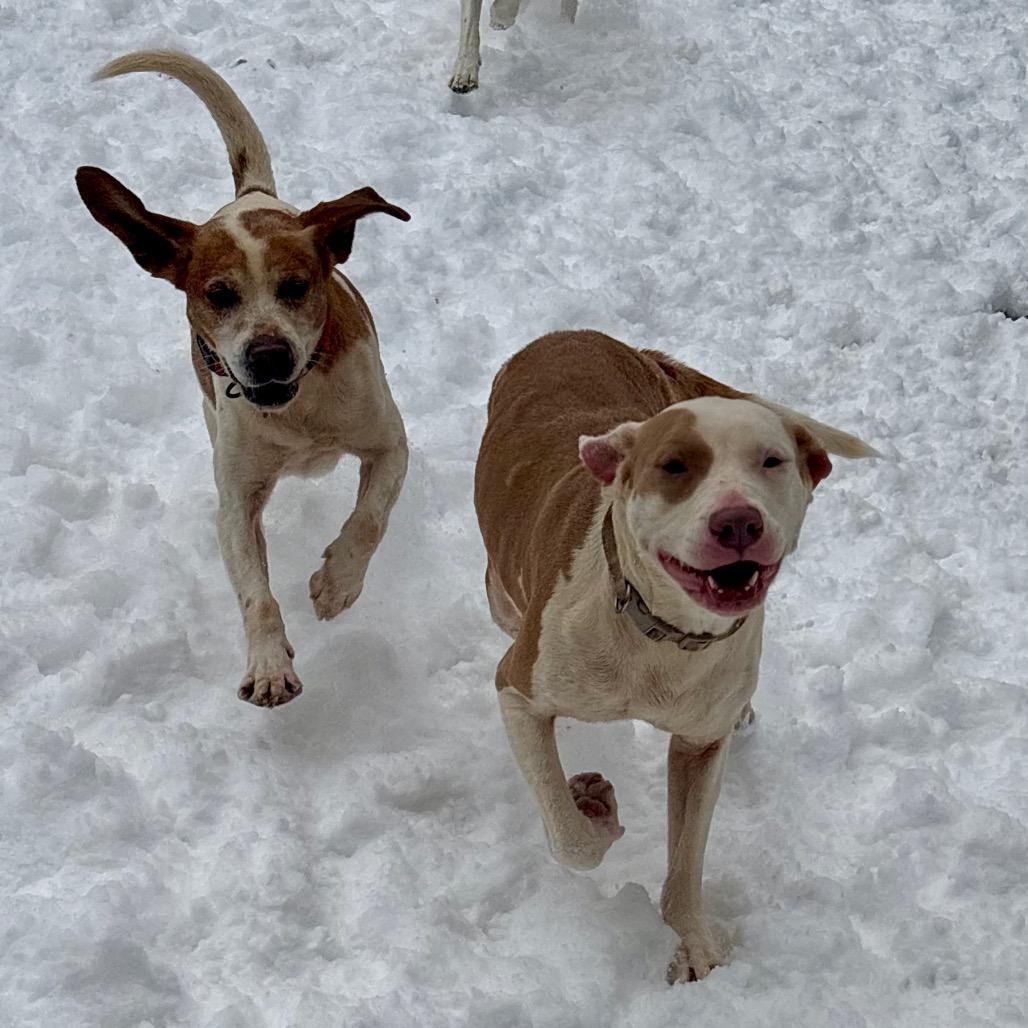 Arnie, a Adoptable mixed breed in Rocky Mount, VA image 4/6