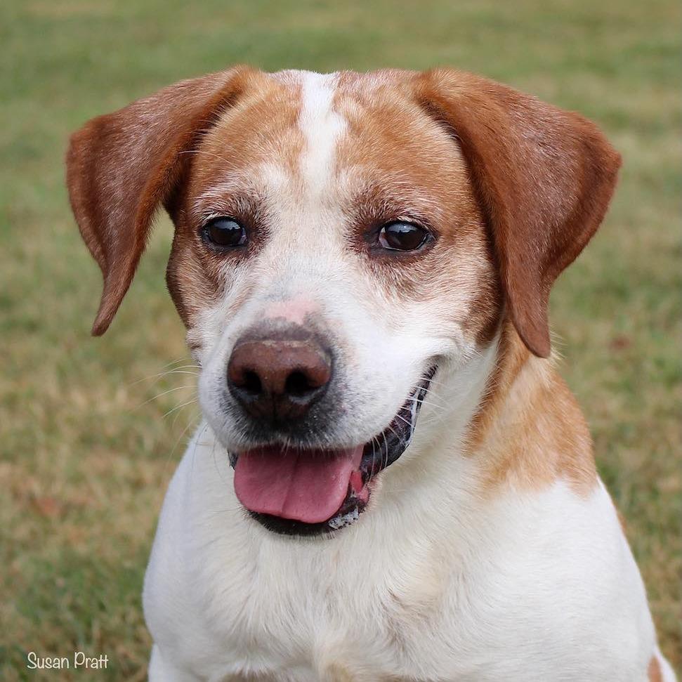 Arnie, a Adoptable mixed breed in Rocky Mount, VA image 5/6