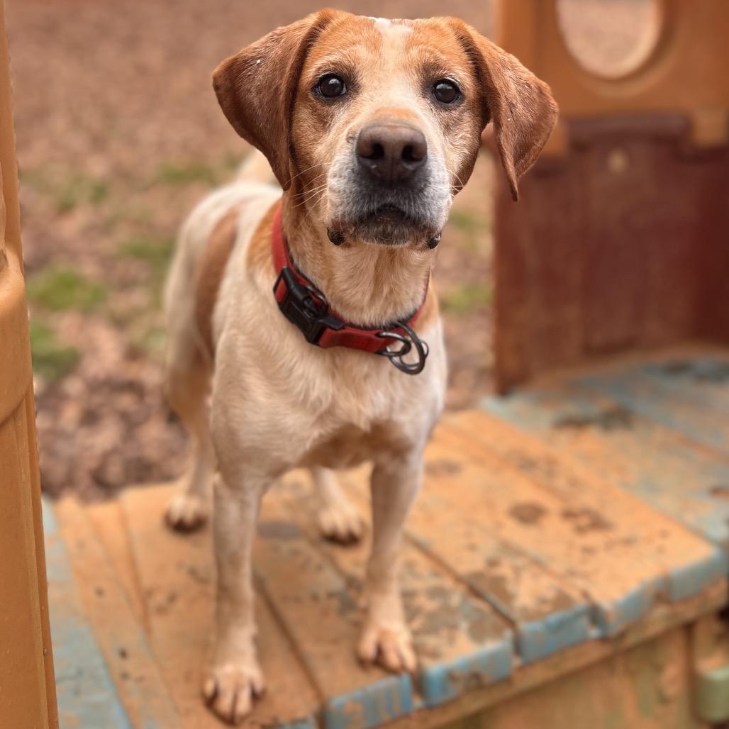 Arnie, a Adoptable mixed breed in Rocky Mount, VA image 6/6
