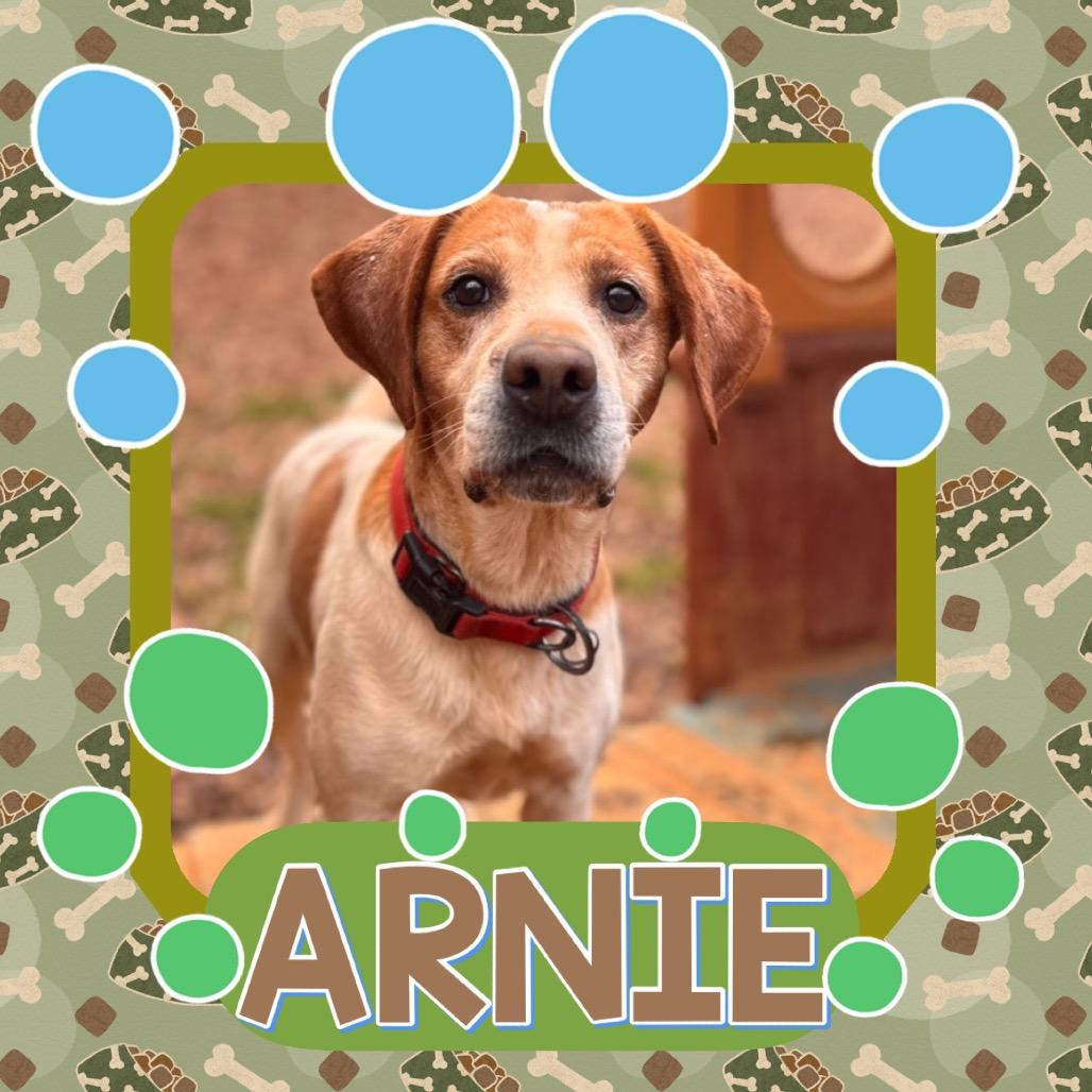 Enlarge Arnie, a Adoptable mixed breed in Rocky Mount, VA image 6/6