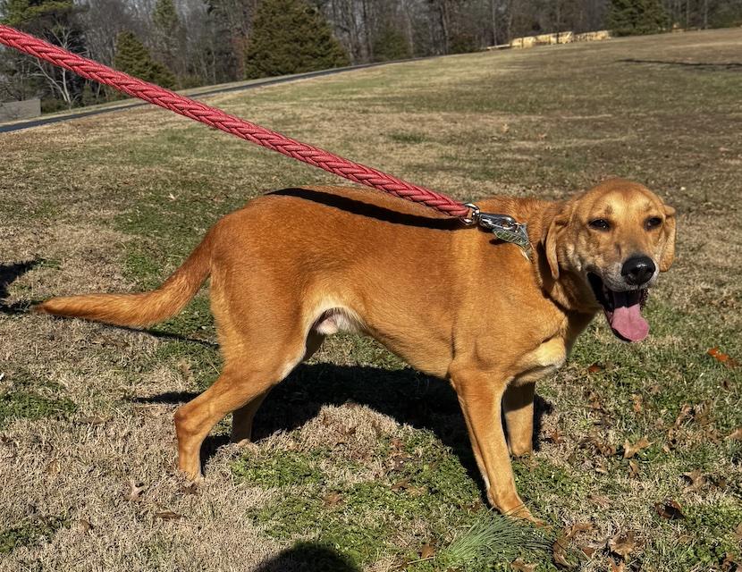 Enlarge Steeler, an adopted mixed breed in Cedarburg, WI image 2/5