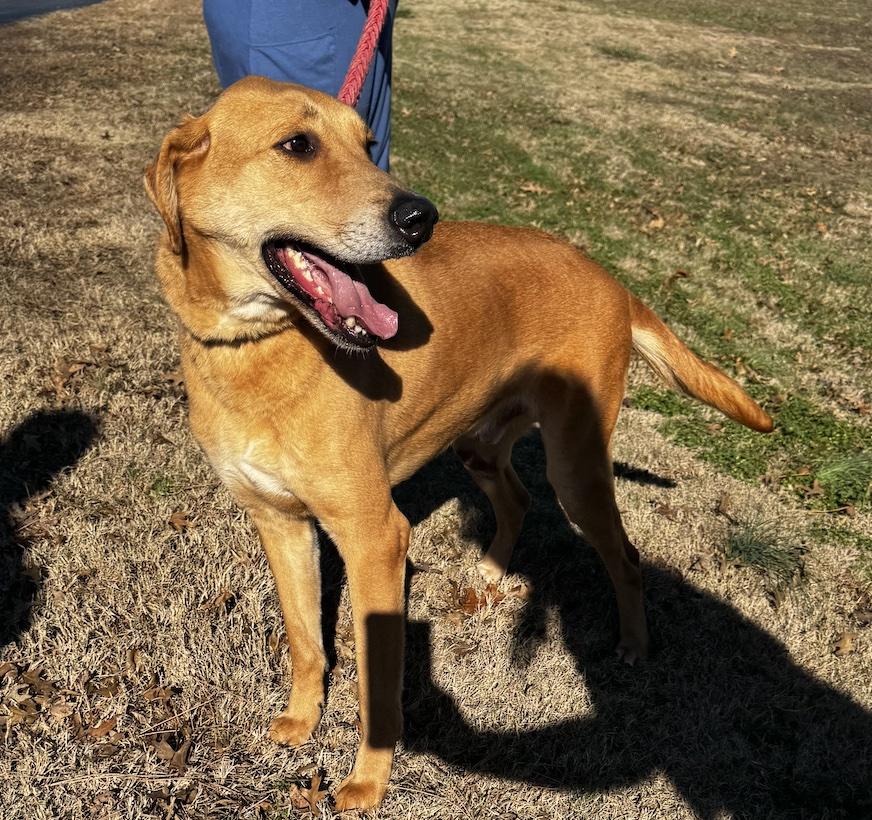 Steeler, adopted, Adult Male Labrador Retriever & Mixed Breed.
