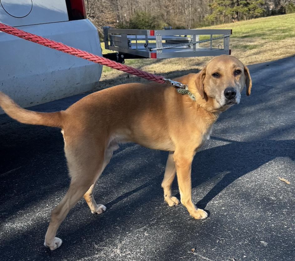 Enlarge Steeler, an adopted mixed breed in Cedarburg, WI image 4/5