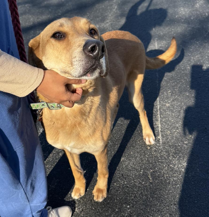 Enlarge Steeler, an adopted mixed breed in Cedarburg, WI image 3/5