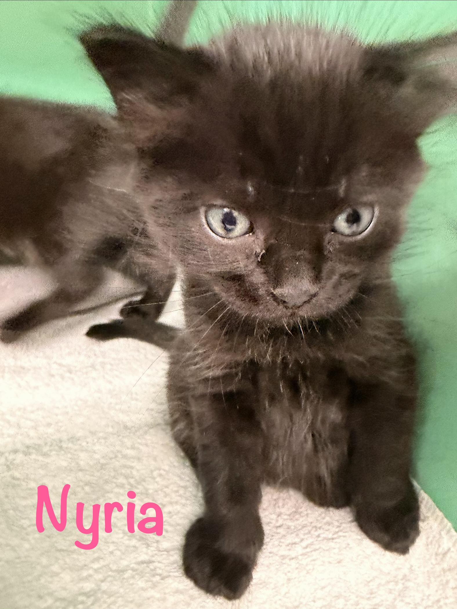 Nyria, ADOPTABLE, Kitten Female Domestic Short Hair.