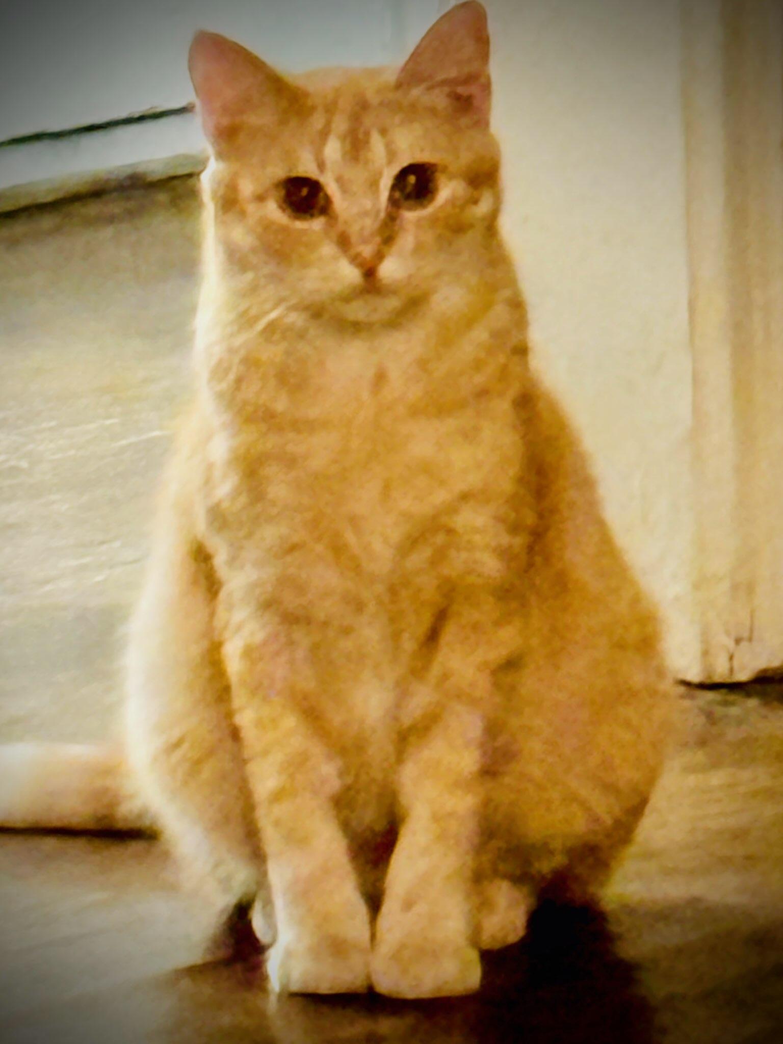 Enlarge Raina, a ADOPTABLE mixed breed in Burleson, TX image 2/2