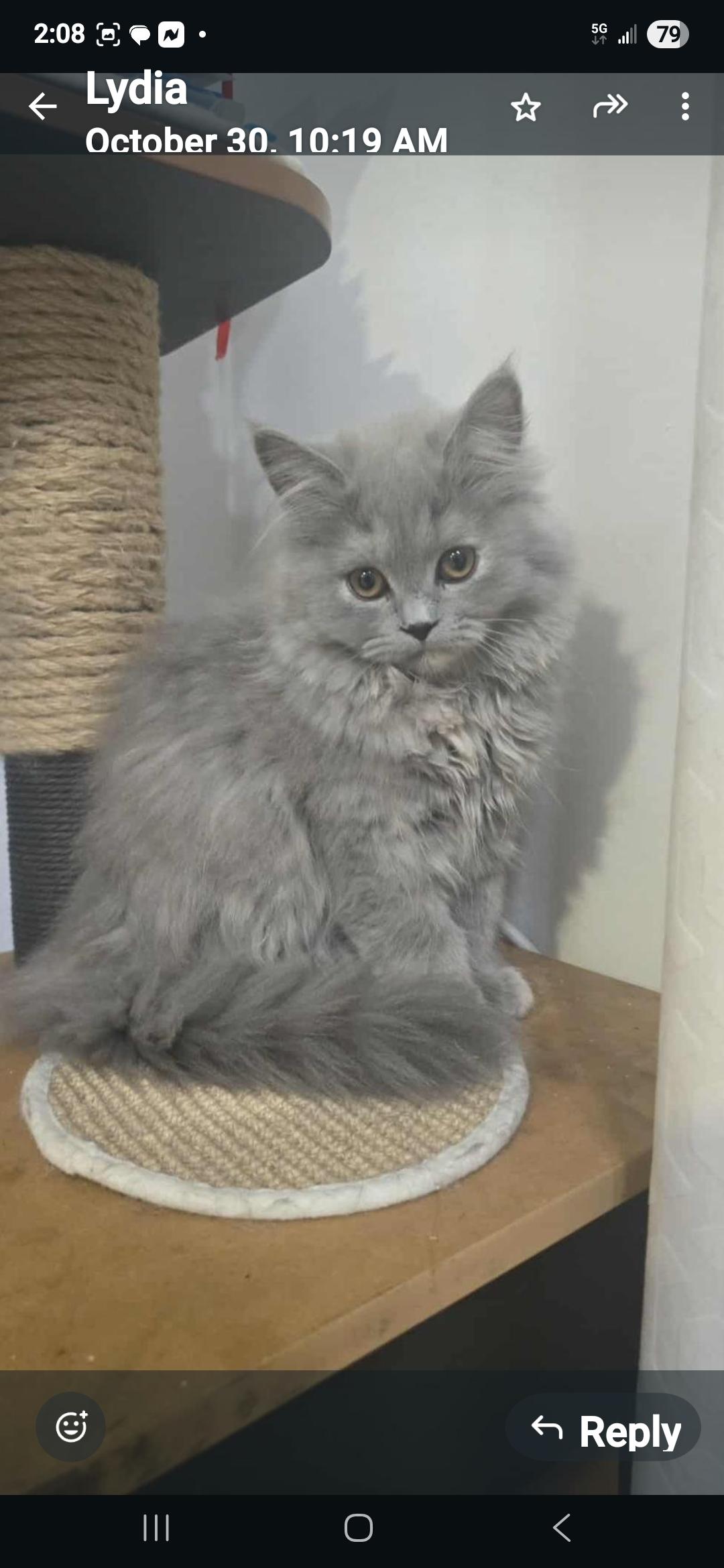 Maeve, Adopted, Young Female Maine Coon.