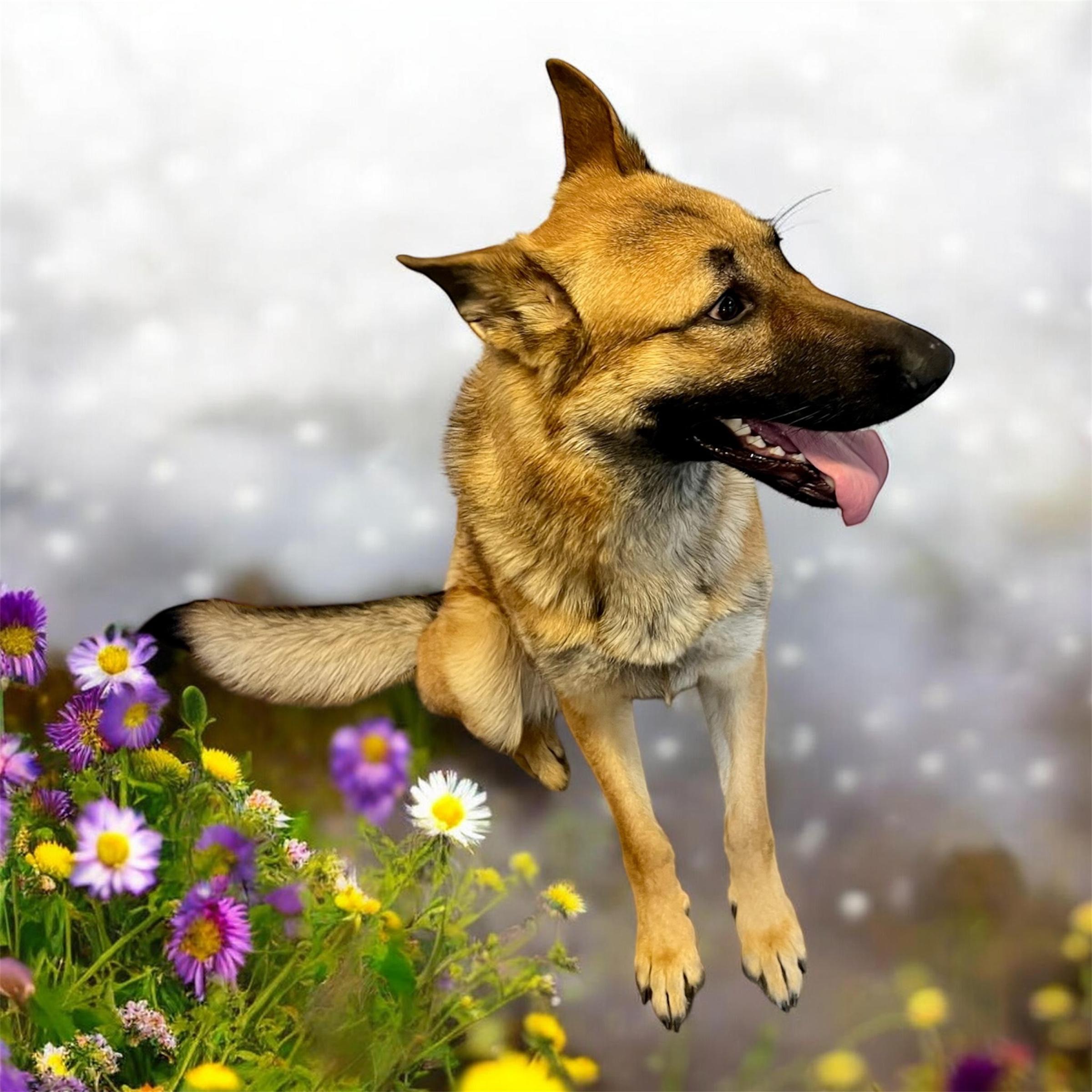 Enlarge Uhtred, an adopted German Shepherd Dog in Horn Lake, MS image 3/4