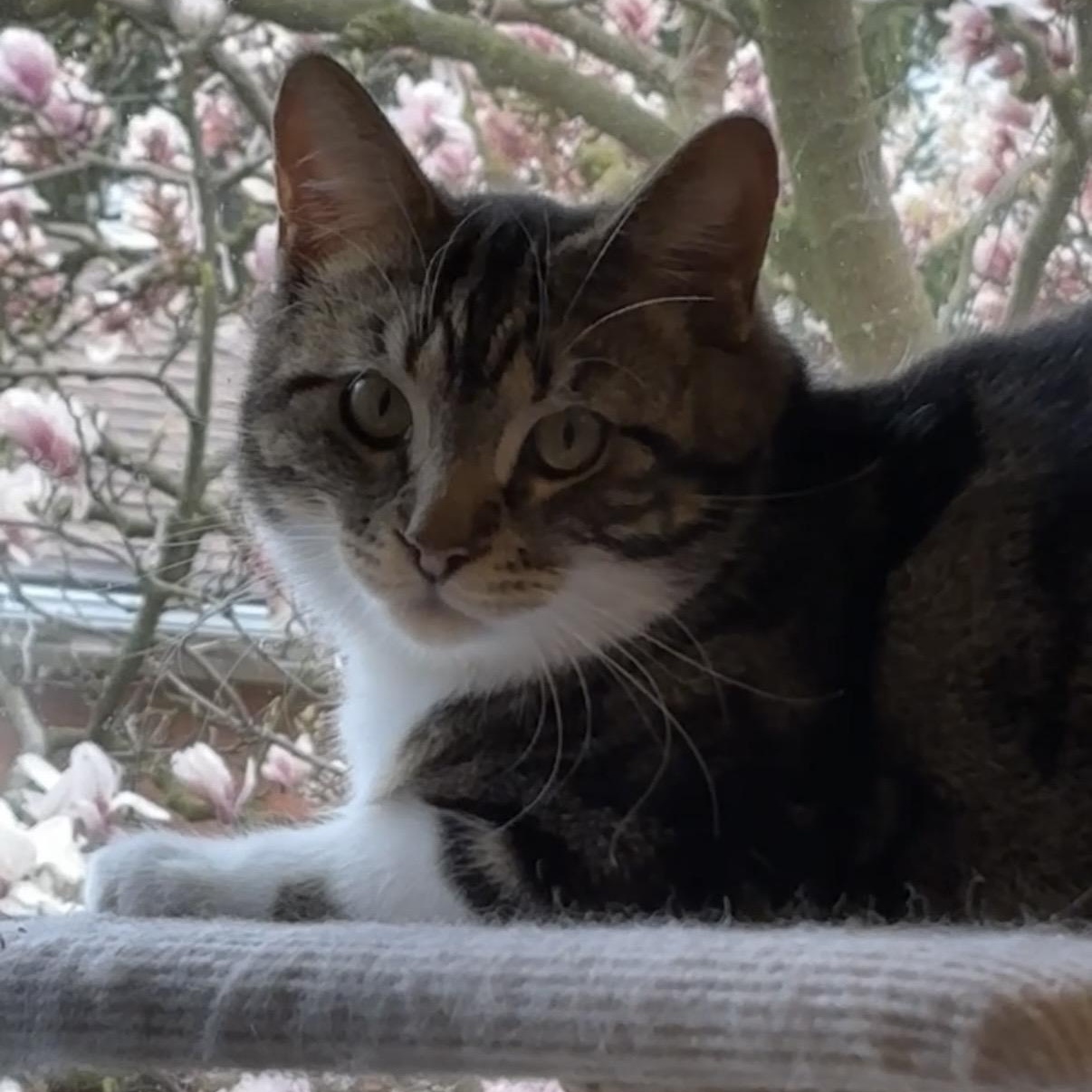 ARTHUR, ADOPTABLE, Young Male Domestic Medium Hair.