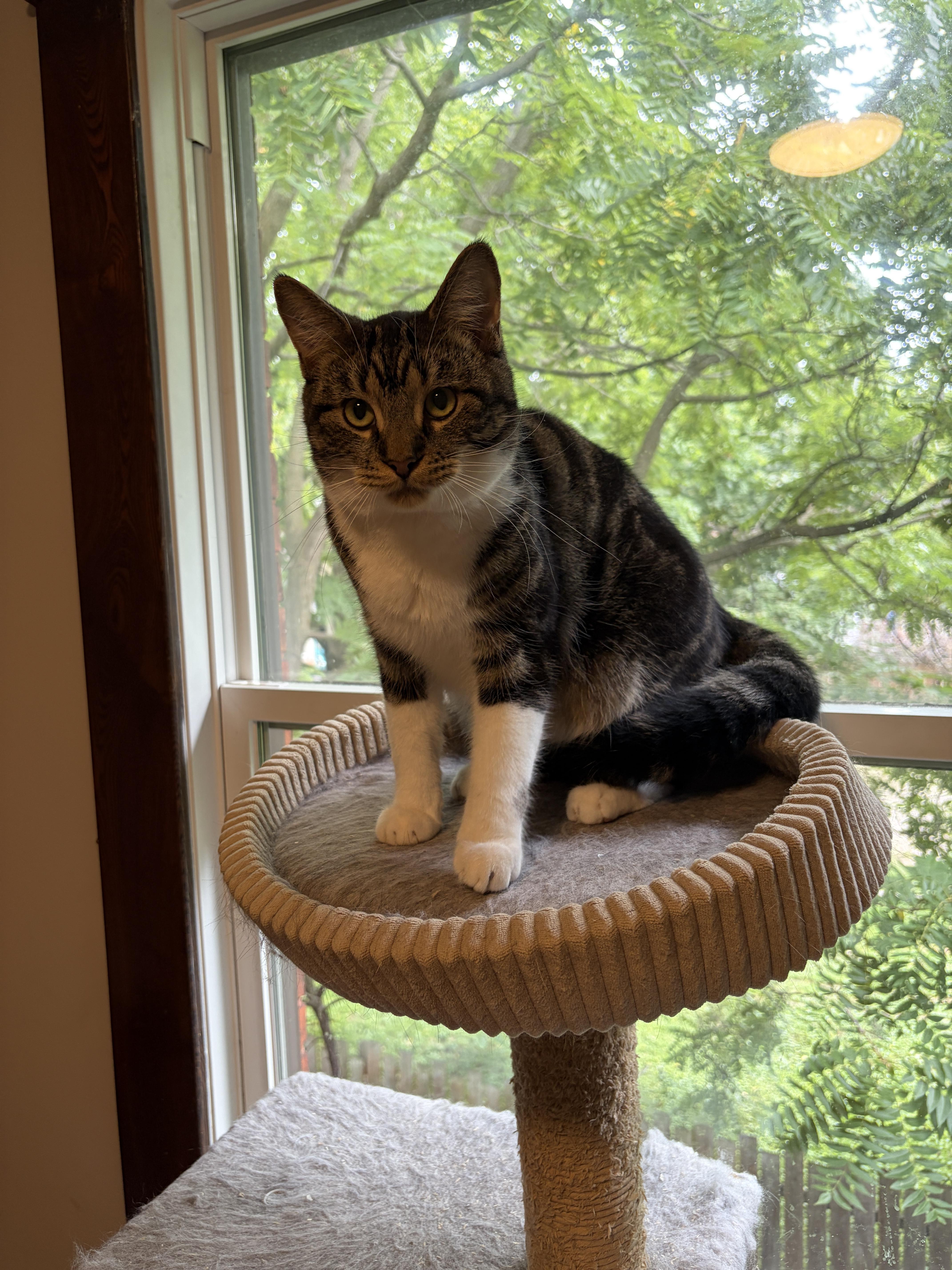 Enlarge ARTHUR, a ADOPTABLE Domestic Medium Hair in Shakespeare, ON image 2/3
