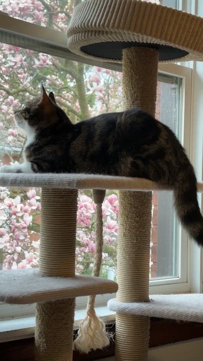 Enlarge ARTHUR, a ADOPTABLE Domestic Medium Hair in Shakespeare, ON video 3/3
