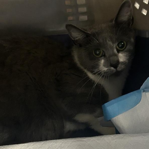 Enlarge Oklahoma, a Adoptable Domestic Short Hair in Salt Lake City, UT image 1/1