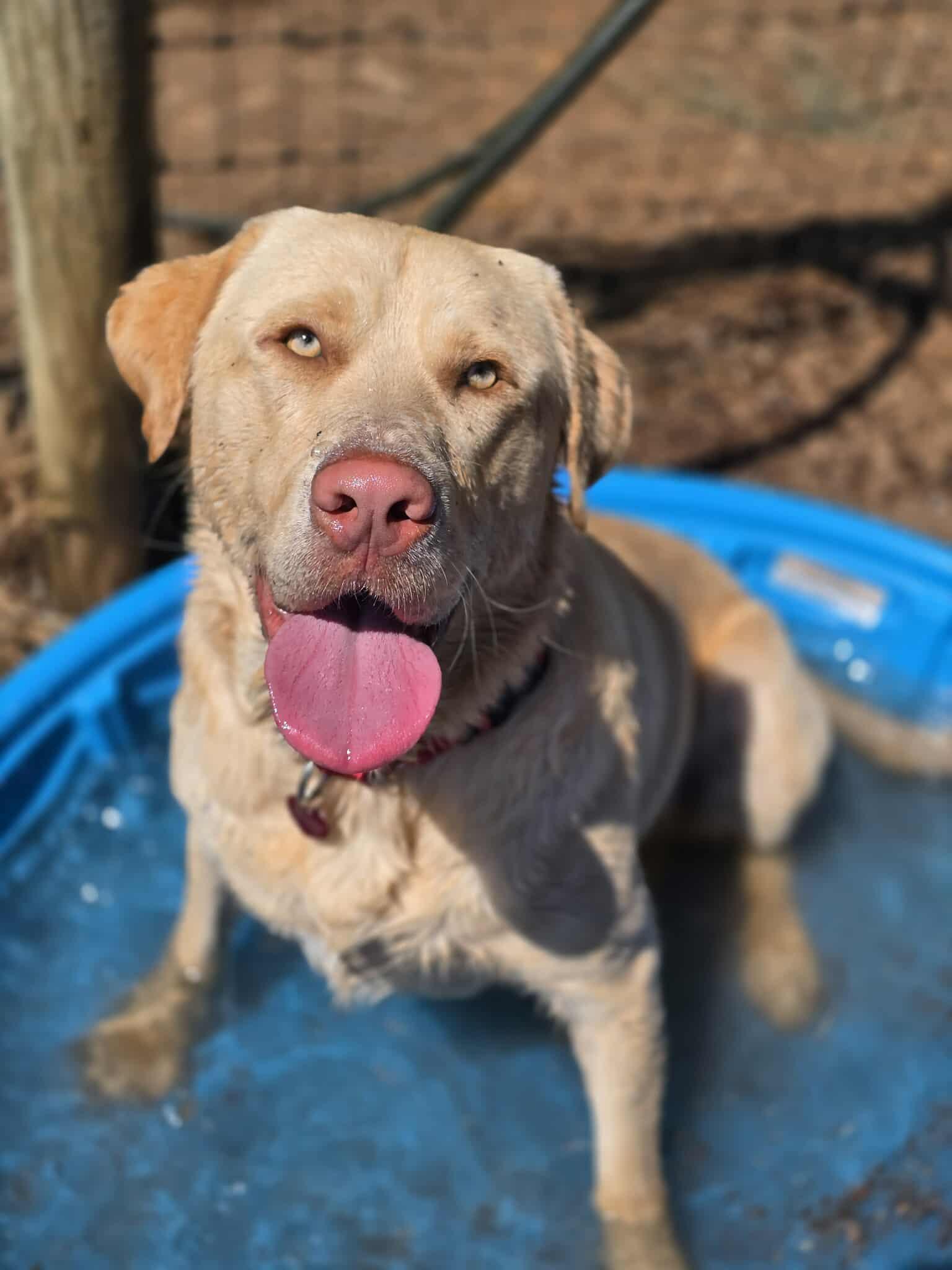 Gunner, Adult Male Labrador Retriever
