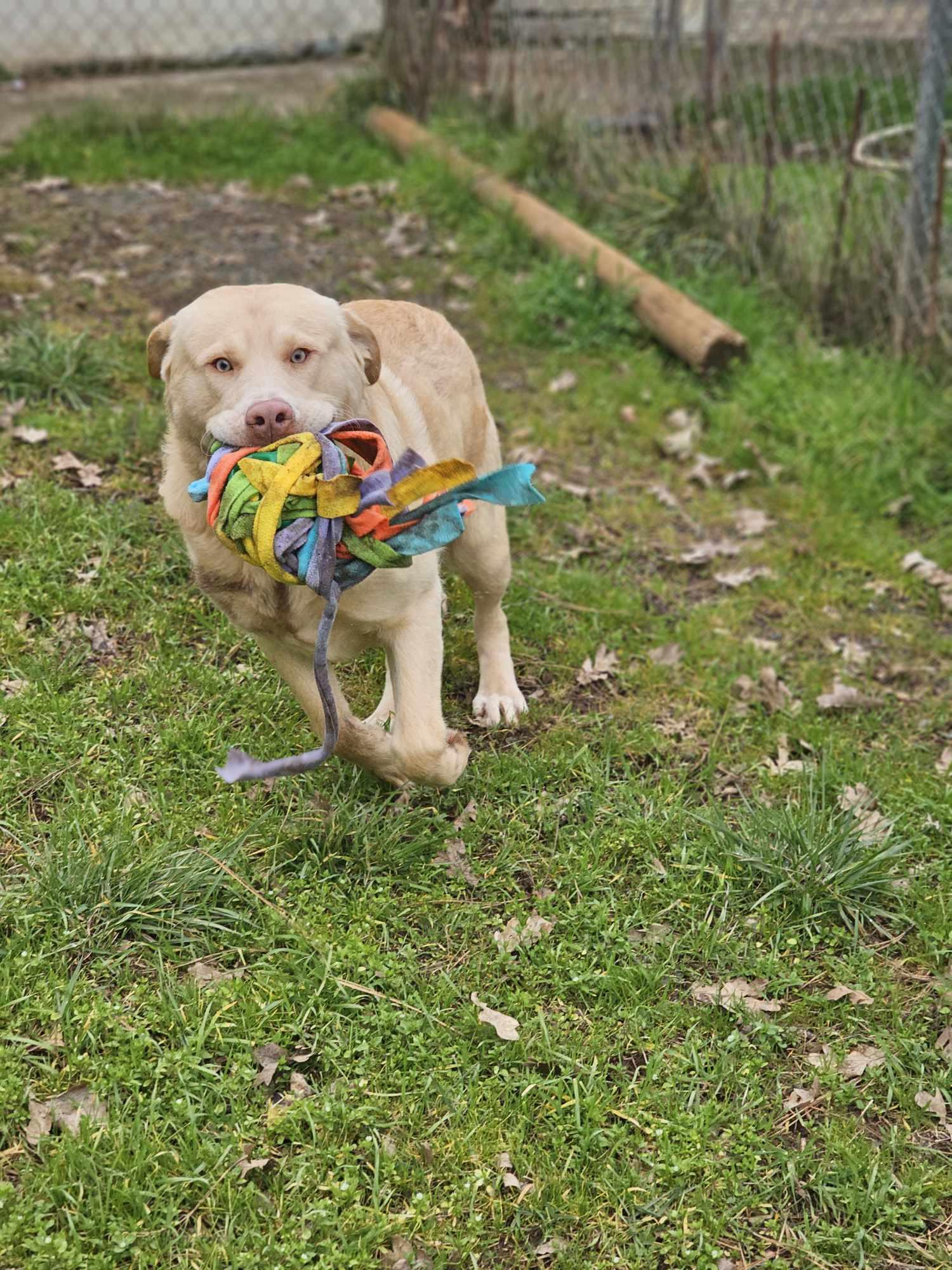 Gunner photo 3