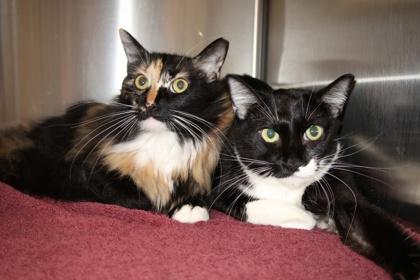 Enlarge Lucy Lu *Bonded- Bootsy Boo*, a Adoptable mixed breed in Scottsdale, AZ image 2/4