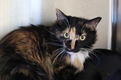 Lucy Lu **Bonded with Bootsy Boo**, Adoptable, Young Female Domestic Long Hair & Domestic Short Hair.