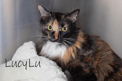 Enlarge Lucy Lu *Bonded- Bootsy Boo*, a Adoptable mixed breed in Scottsdale, AZ image 3/4