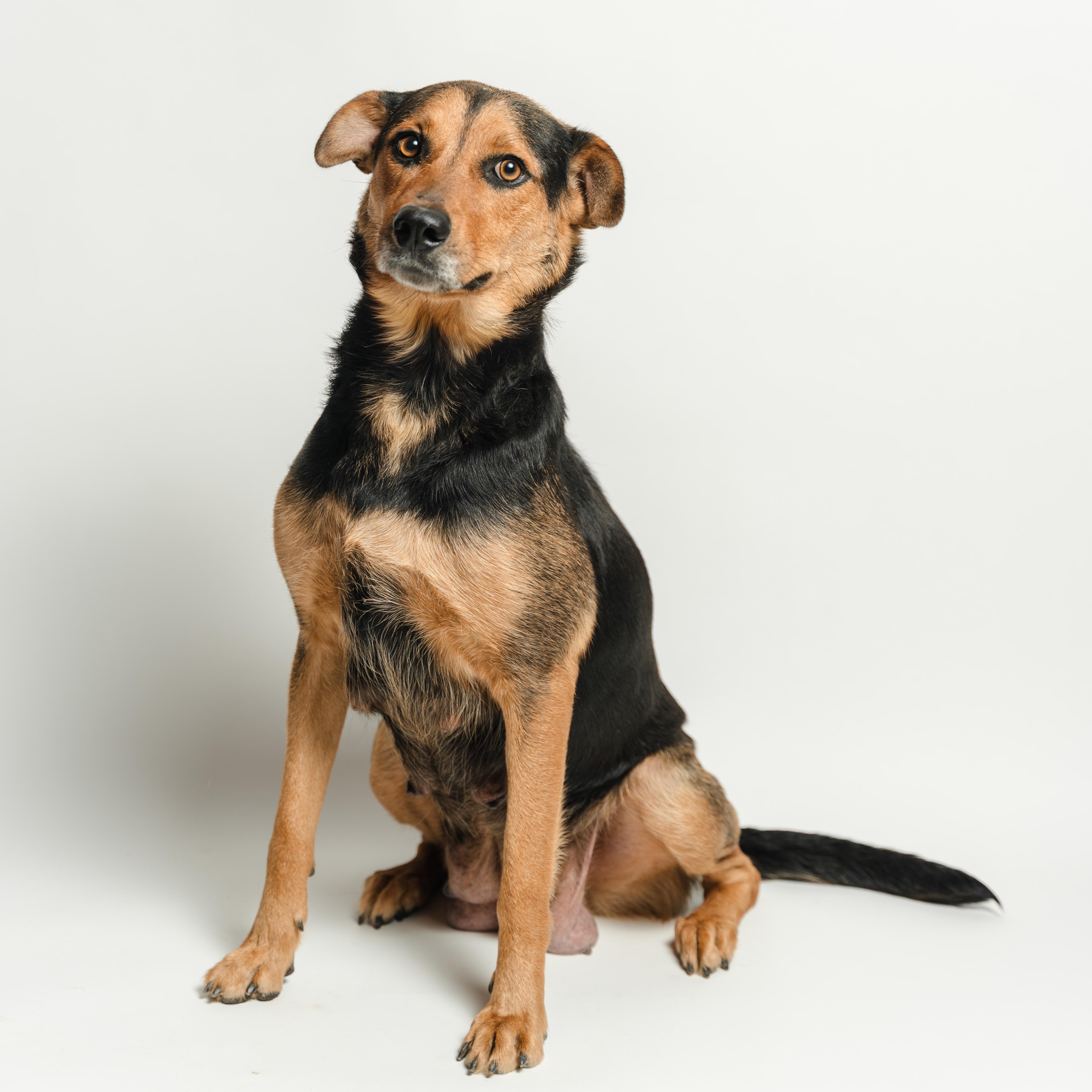 Enlarge Pelusa, a ADOPTABLE mixed breed in Manvel, TX image 4/6