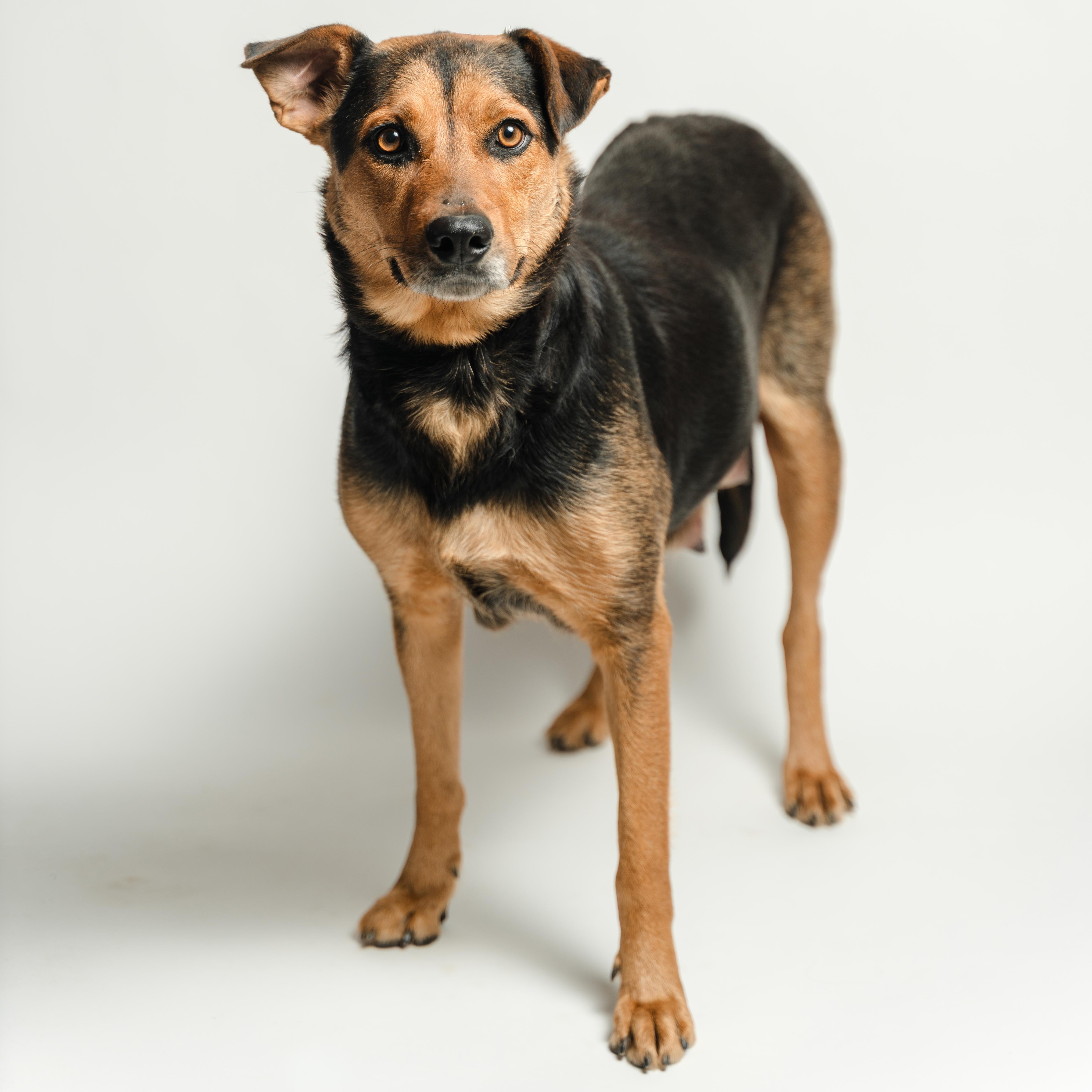 Enlarge Pelusa, a ADOPTABLE mixed breed in Manvel, TX image 1/6