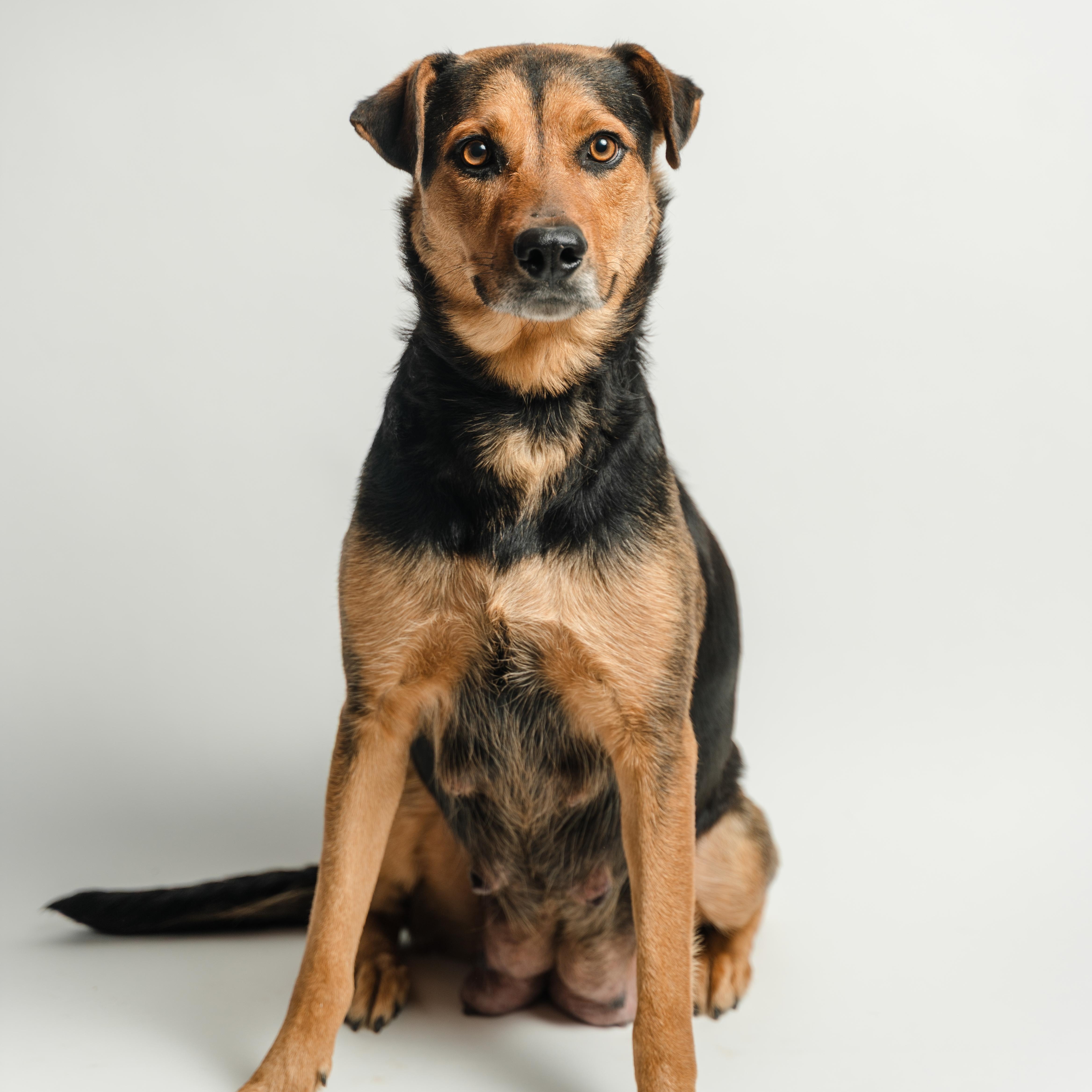 Enlarge Pelusa, a ADOPTABLE mixed breed in Manvel, TX image 3/6