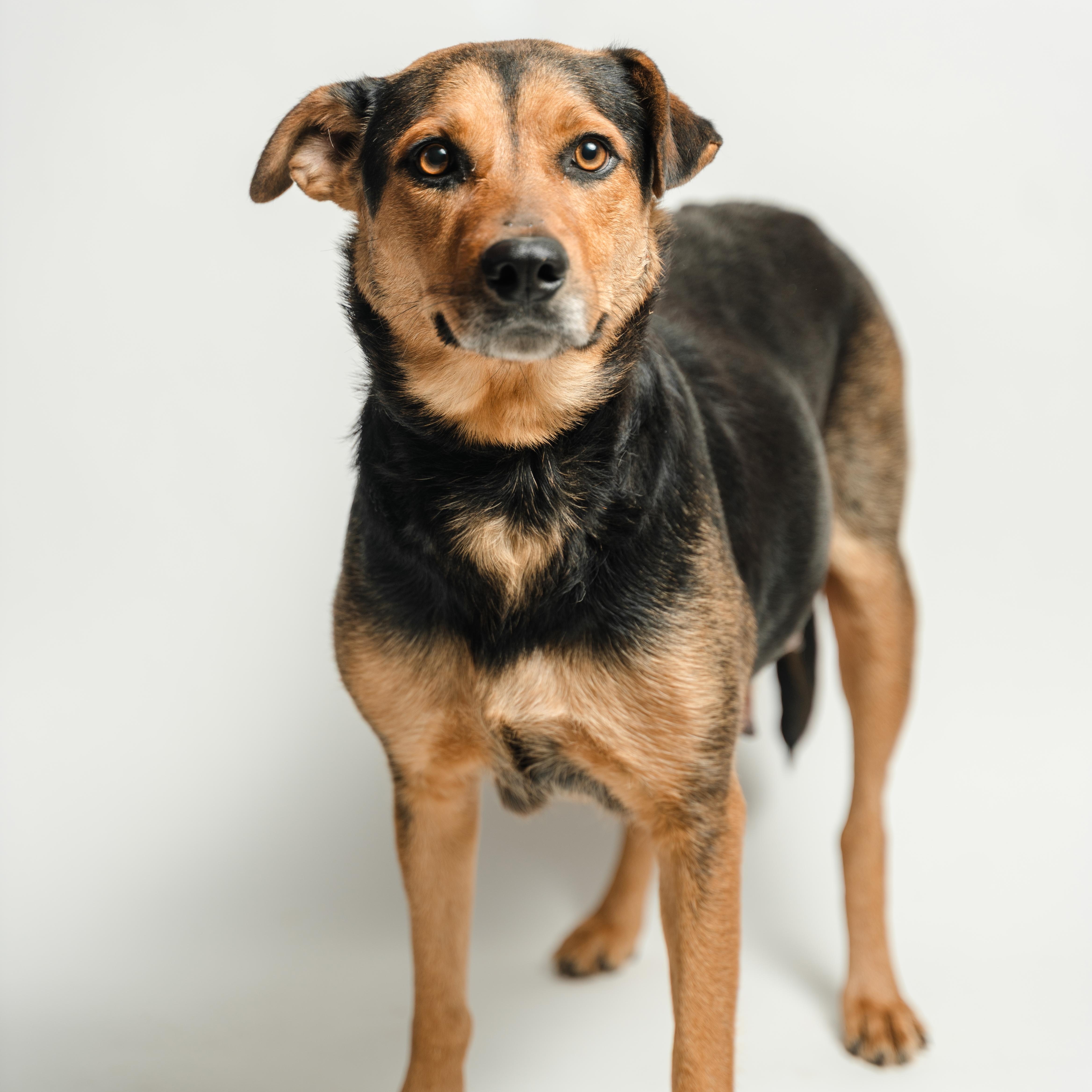 Enlarge Pelusa, a ADOPTABLE mixed breed in Manvel, TX image 5/6