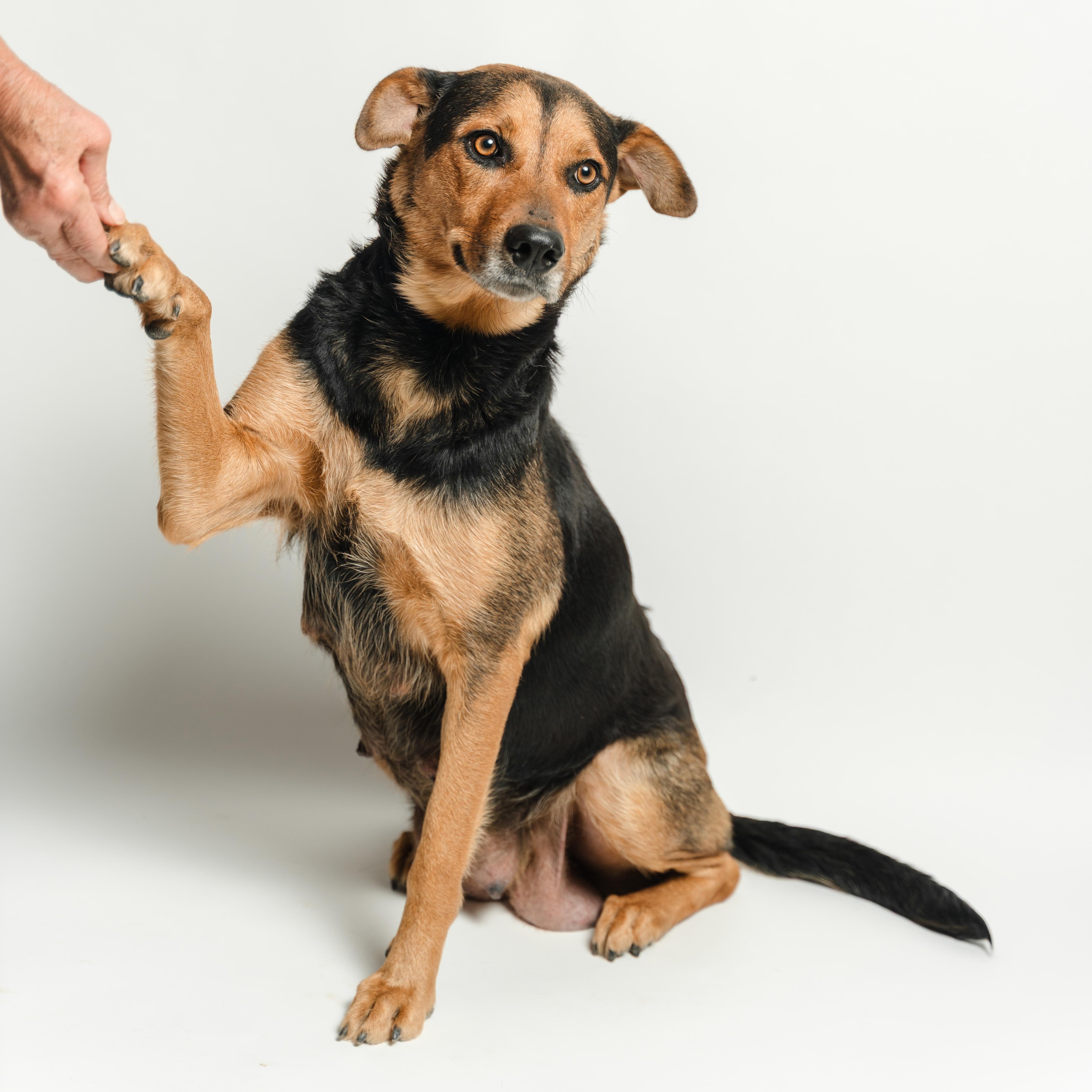 Enlarge Pelusa, a ADOPTABLE mixed breed in Manvel, TX image 2/6