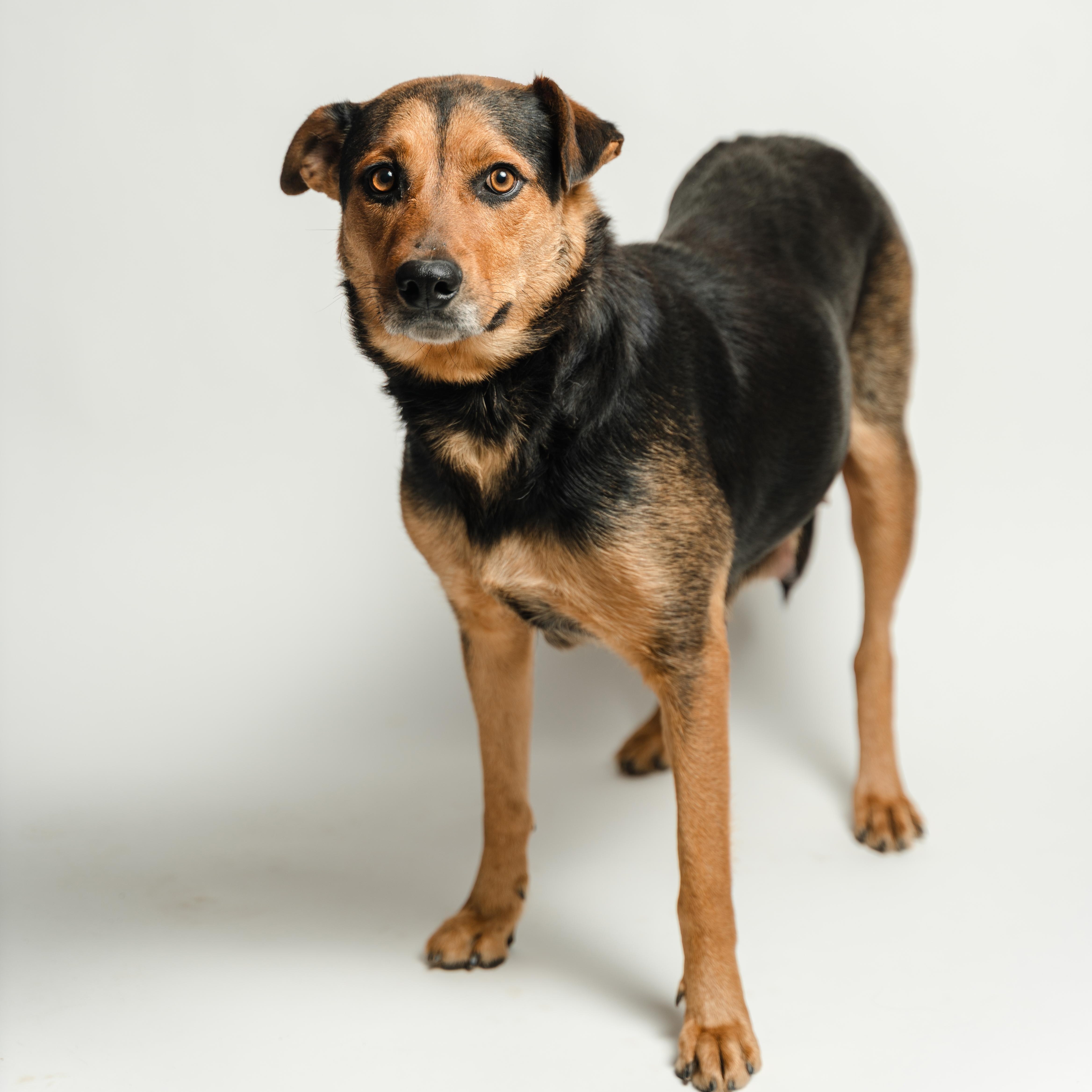 Enlarge Pelusa, a ADOPTABLE mixed breed in Manvel, TX image 6/6
