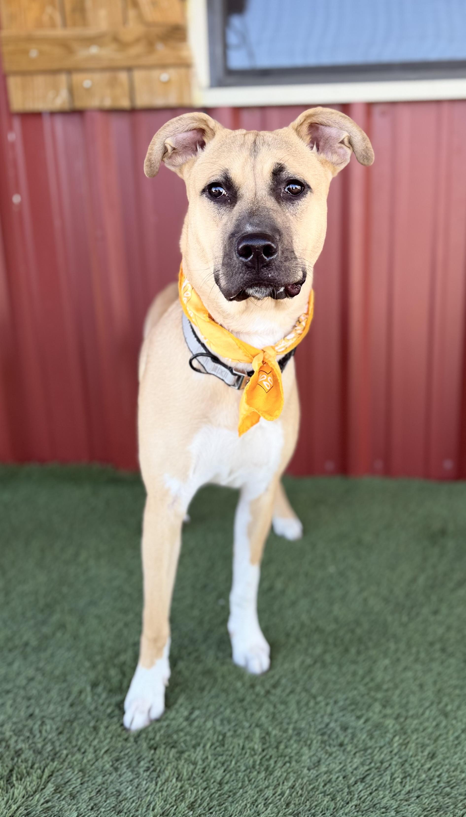 Enlarge Daisy, a Adoptable mixed breed in Lubbock, TX image 4/6